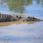 _800Mt Borradaile - Cooper Creek_5645_m_Crocodile